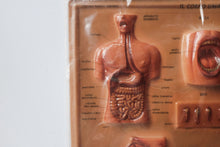 Italian body (lungs, mouth, digestive tract)  model/chart