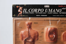 Italian body (lungs, mouth, digestive tract)  model/chart