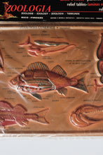 Zoologia chart of Aquatic life - Italian