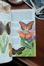 Butterflies and Moths Book A golden Guide 1962