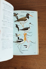 1980 Field Guide to The birds East of the Rockies by Roger Tory Peterson