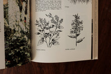 The Picture Book of Perennials 1964