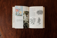The Picture Book of Perennials 1964