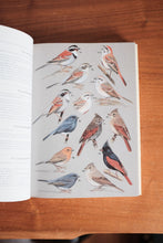 Vintage Book Sparrows and Buntings A guide to the sparrows and Buntings of North America and the World